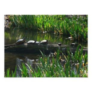 Rij schildpadden groene natuur foto afdruk