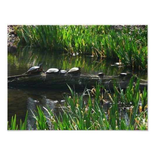 Rij schildpadden groene natuur foto afdruk (Voorkant)