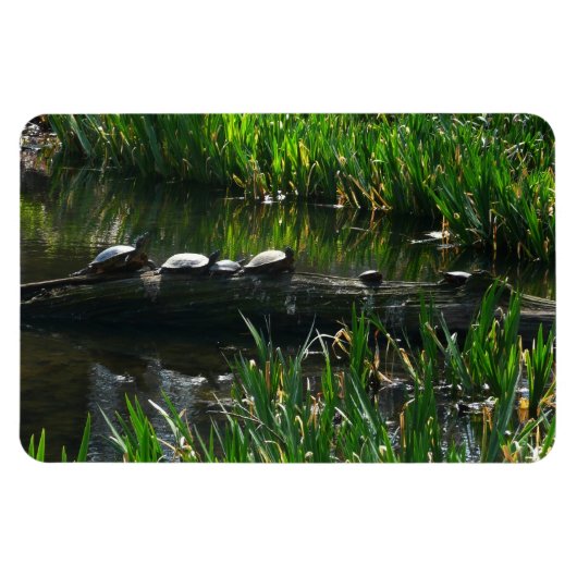Rij schildpadden groene natuur foto magneet (Horizontaal)
