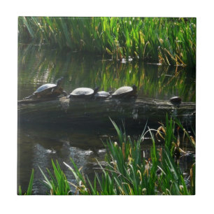 Rij schildpadden groene natuur foto tegeltje