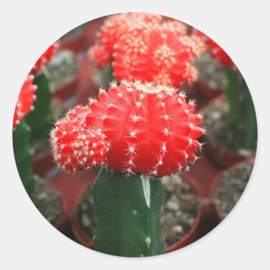 Rij van Cactussen Sticker (Voorkant)