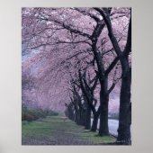 Rij van cherryblossom-bomen poster (Voorkant)
