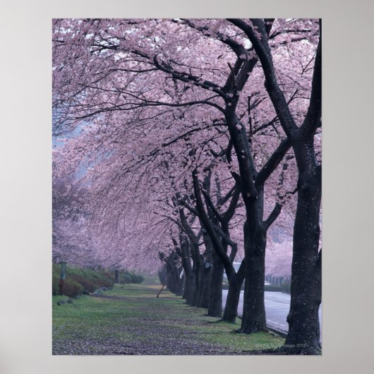 Rij van cherryblossom-bomen poster (Voorkant)