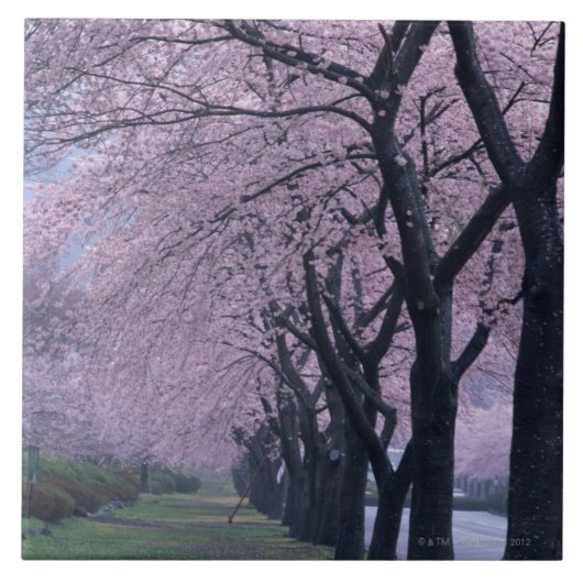 Rij van cherryblossom-bomen tegeltje (Voorkant)