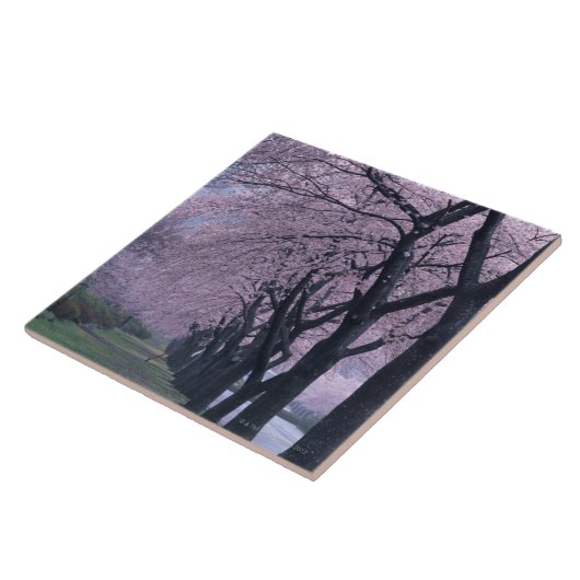 Rij van cherryblossom-bomen tegeltje (Zijkant)