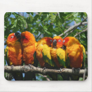 Rij van Cute Little Parrots Snuggling Muismat