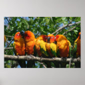 Rij van Cute Little Parrots Snuggling Poster (Voorkant)