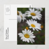Rij van Daisies Briefkaart (Voorkant / Achterkant)