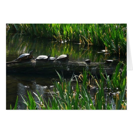 Rij van de groene Natuur van Turtles Foto (Voorkant Horizontaal)