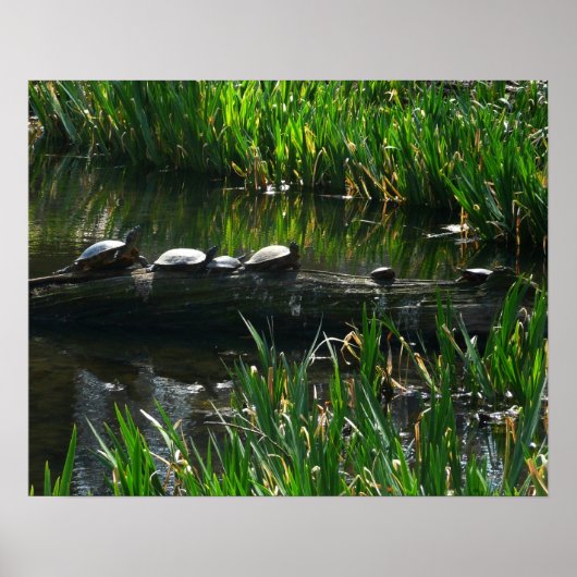 Rij van de groene Natuur van Turtles Foto Poster (Voorkant)