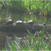 Rij van de groene Natuur van Turtles Foto Sticker (Voorkant)