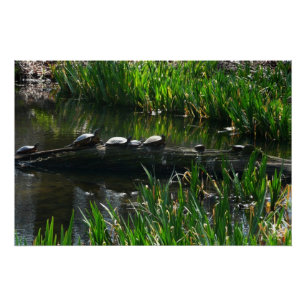 Rij van schildpadden groene natuur foto perfect poster