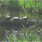 Rij van schildpadden groene natuur foto sticker (Voorkant)