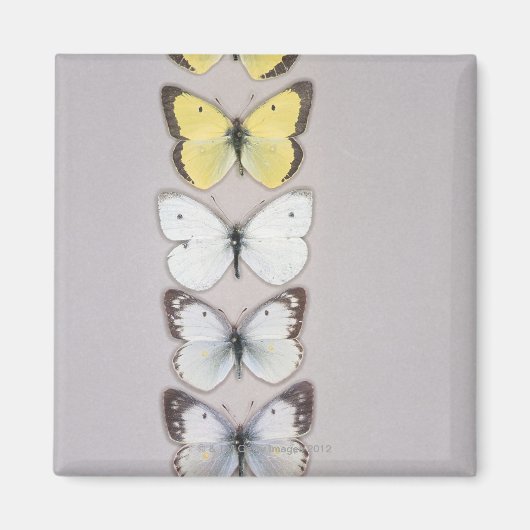 Rij van vlinders magneet (Voorkant)