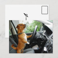 Rijbewijs felicitatiekaart