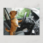 Rijbewijs felicitatiekaart briefkaart (Voorkant)