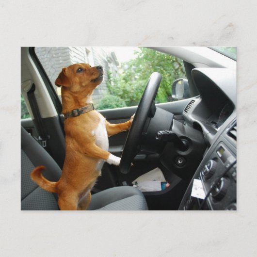 Rijbewijs felicitatiekaart briefkaart (Voorkant)