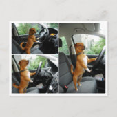 Rijbewijs felicitatiekaart briefkaart (Voorkant)