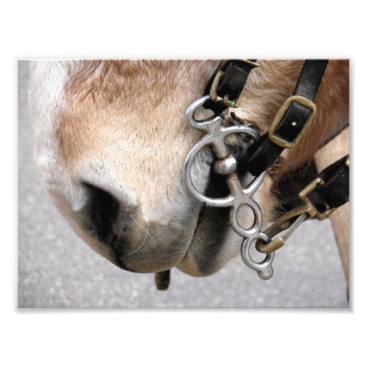 Rijbit Foto Afdruk (Voorkant)