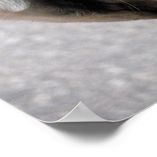 Rijbit Poster (Hoek)