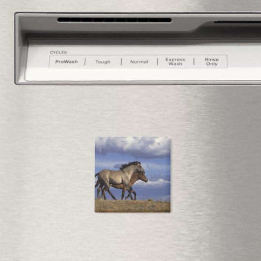 Rijden Magneet (Insitu (Vaatwasser))