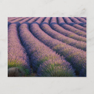Rijen lavendel in Provence Briefkaart