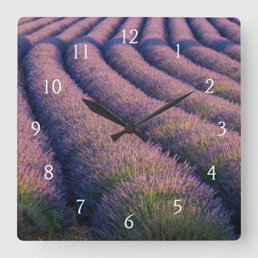Rijen lavendel in Provence Vierkante Klok (Voorkant)