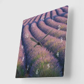 Rijen lavendel in Provence Vierkante Klok (Hoek)