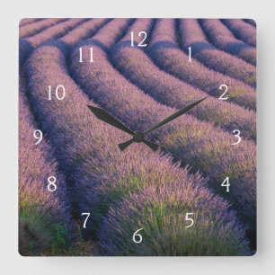 Rijen lavendel in Provence Vierkante Klok