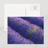 Rijen lavendel in volle bloei briefkaart (Voorkant / Achterkant)