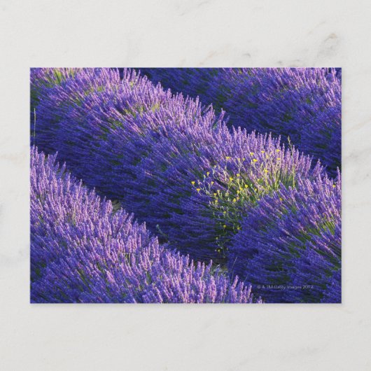 Rijen lavendel in volle bloei briefkaart (Voorkant)