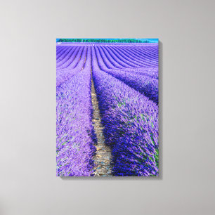 Rijen lavendel, Provence, Frankrijk Canvas Afdruk