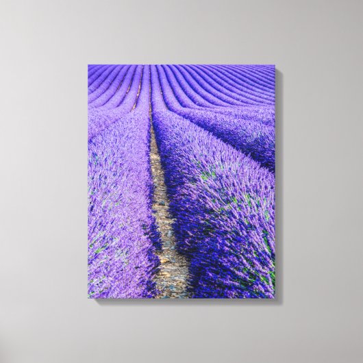 Rijen lavendel, Provence, Frankrijk Canvas Afdruk (Voorkant)