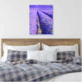 Rijen lavendel, Provence, Frankrijk Canvas Afdruk (Insitu (Slaapkamer))