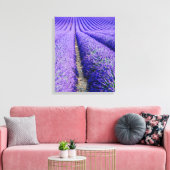 Rijen lavendel, Provence, Frankrijk Canvas Afdruk (Insitu (Woonkamer))