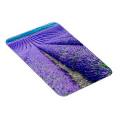 Rijen lavendel, Provence, Frankrijk Magneet (Rechterzijde)