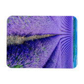 Rijen lavendel, Provence, Frankrijk Magneet (Horizontaal)