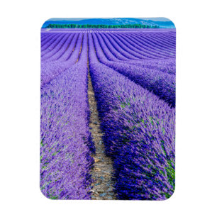 Rijen lavendel, Provence, Frankrijk Magneet