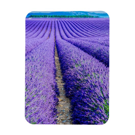 Rijen lavendel, Provence, Frankrijk Magneet (Verticaal)