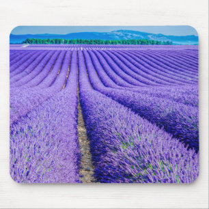 Rijen lavendel, Provence, Frankrijk Muismat