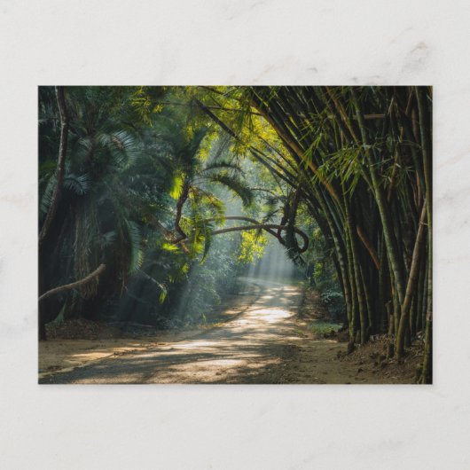 Rijen van Bamboe Briefkaart (Voorkant)