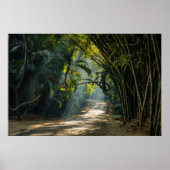 Rijen van Bamboe Poster (Voorkant)