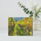 Rijen van druiven in Napa Valley California Briefkaart (Staand voorkant)
