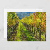 Rijen van druiven in Napa Valley California Briefkaart (Voorkant / Achterkant)