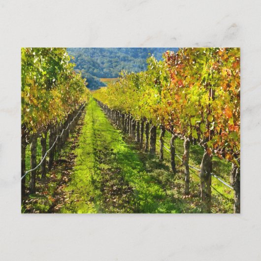 Rijen van druiven in Napa Valley California Briefkaart (Voorkant)