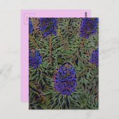 Rijen van lavendel briefkaart (Voorkant / Achterkant)