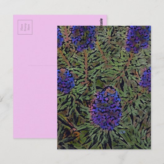 Rijen van lavendel briefkaart (Voorkant / Achterkant)