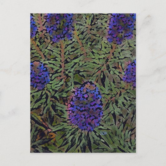 Rijen van lavendel briefkaart (Voorkant)