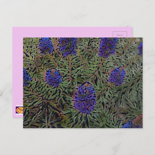 Rijen van lavendel briefkaart (Voorkant / Achterkant)