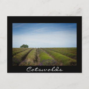 Rijen van lavendel na de oogst zwart briefkaart